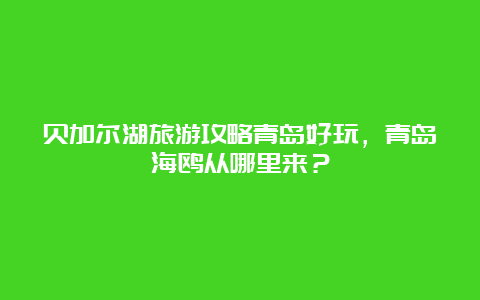 贝加尔湖旅游攻略青岛好玩，青岛海鸥从哪里来？