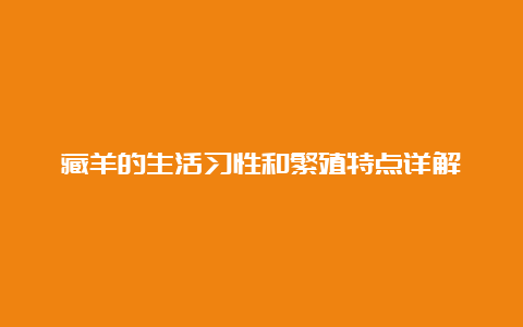 藏羊的生活习性和繁殖特点详解