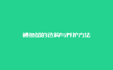 鳗鱼苗的选购与养护方法