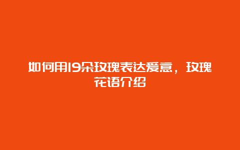 如何用19朵玫瑰表达爱意，玫瑰花语介绍