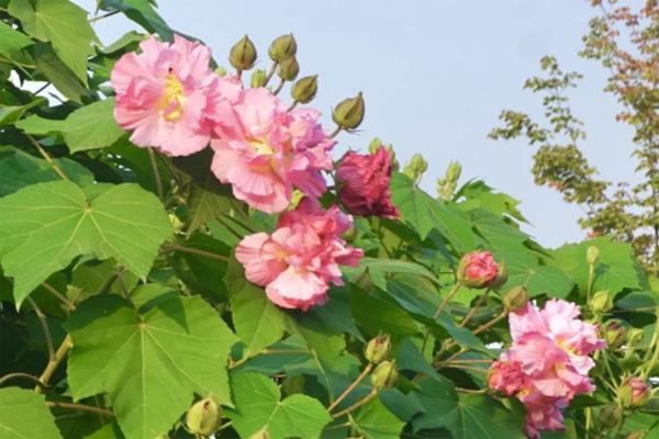 2024年成都芙蓉花什么时候开 成都芙蓉花哪里比较多