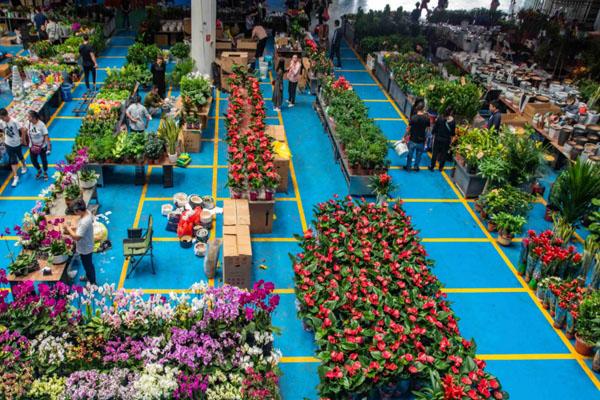 昆明斗南花卉市场在哪里 附具体地址及交通指南