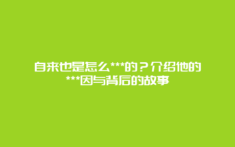 自来也是怎么***的？介绍他的***因与背后的故事