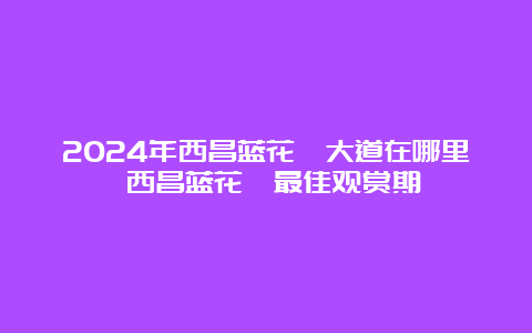 2024年西昌蓝花楹大道在哪里 西昌蓝花楹最佳观赏期