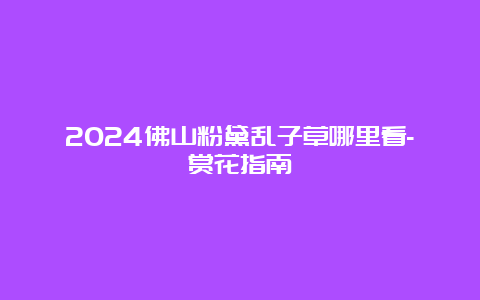 2024佛山粉黛乱子草哪里看-赏花指南