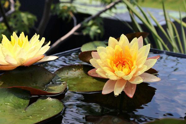 上海辰山植物园门票多少钱-睡莲展时间-活动内容