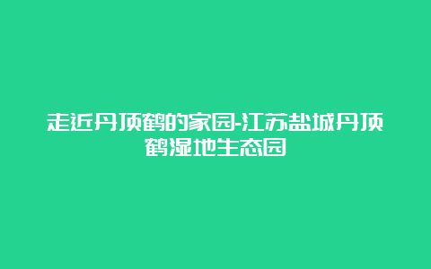 走近丹顶鹤的家园-江苏盐城丹顶鹤湿地生态园