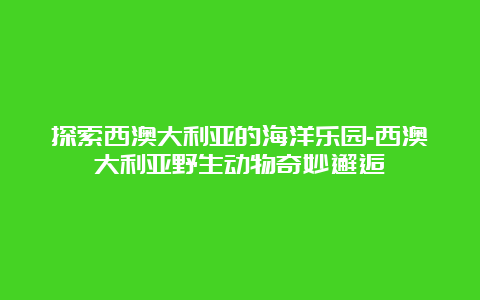 探索西澳大利亚的海洋乐园-西澳大利亚野生动物奇妙邂逅