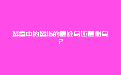 鸳鸯中的鸳指的是雄鸟还是雌鸟？