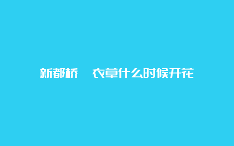 新都桥薰衣草什么时候开花