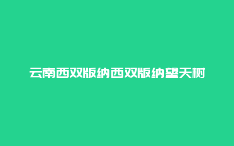 云南西双版纳西双版纳望天树