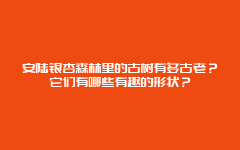 安陆银杏森林里的古树有多古老？它们有哪些有趣的形状？