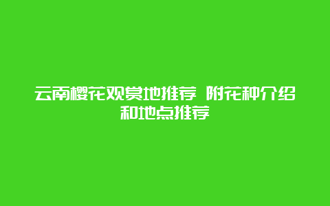 云南樱花观赏地推荐 附花种介绍和地点推荐