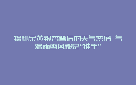 揭秘金黄银杏背后的天气密码 气温雨雪风都是“推手”