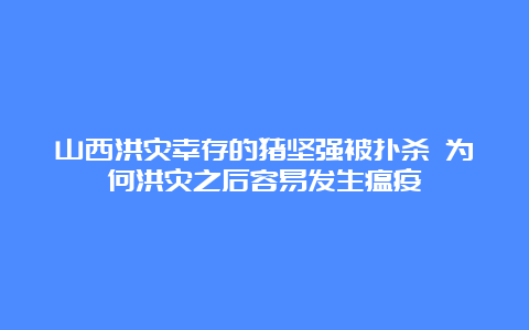 山西洪灾幸存的猪坚强被扑杀 为何洪灾之后容易发生瘟疫