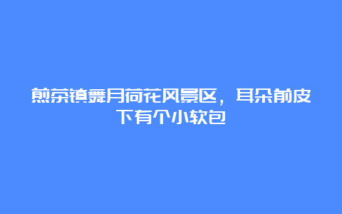 煎茶镇舞月荷花风景区，耳朵前皮下有个小软包