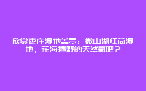 欣赏枣庄湿地美景：微山湖红荷湿地，花海遍野的天然氧吧？