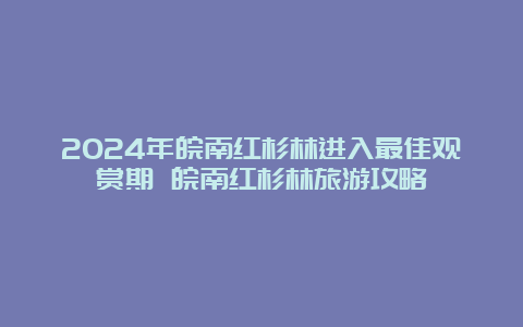 2024年皖南红杉林进入最佳观赏期 皖南红杉林旅游攻略