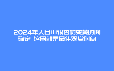 2024年天目山银杏树变黄时间确定 这周就是最佳观赏时间