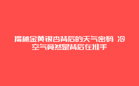 揭秘金黄银杏背后的天气密码 冷空气竟然是背后在推手