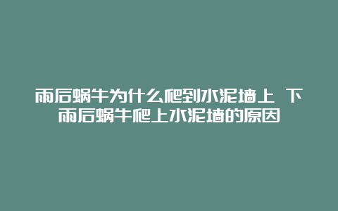 雨后蜗牛为什么爬到水泥墙上 下雨后蜗牛爬上水泥墙的原因