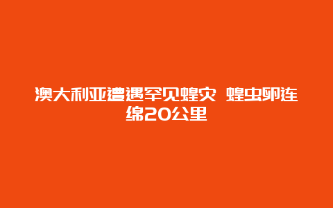 澳大利亚遭遇罕见蝗灾 蝗虫卵连绵20公里