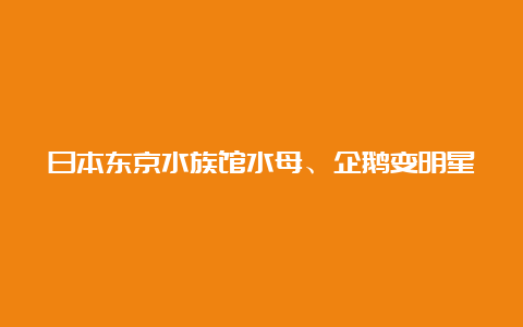 日本东京水族馆水母、企鹅变明星