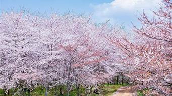 樱花园（樱花园小区）