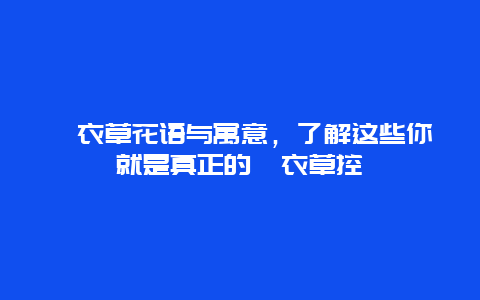 薰衣草花语与寓意，了解这些你就是真正的薰衣草控